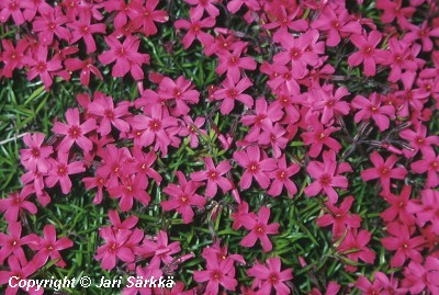  Phlox subulata Temiscaming 